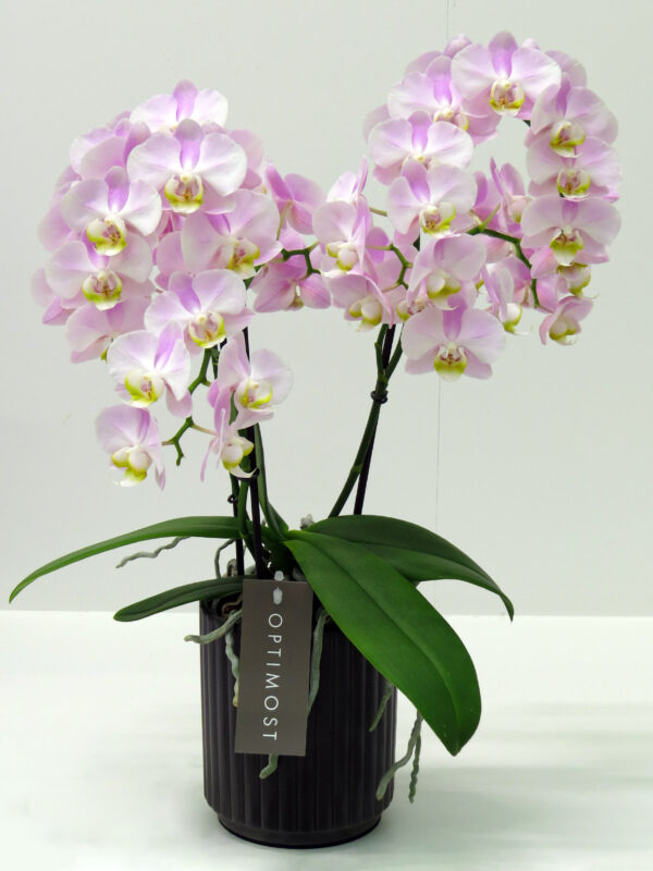 Phalaenopsis Angel Eyes on Thursd