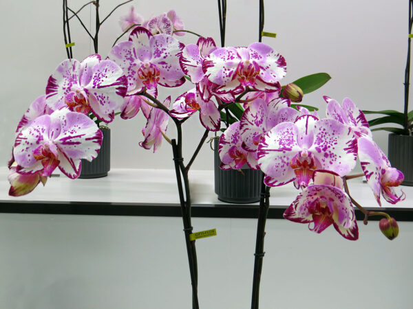 Phalaenopsis Magic Art on Thursd Phalaenopsis Magic Art on Thursd