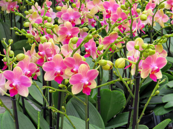 Opti-flor Orchids - on Thursd