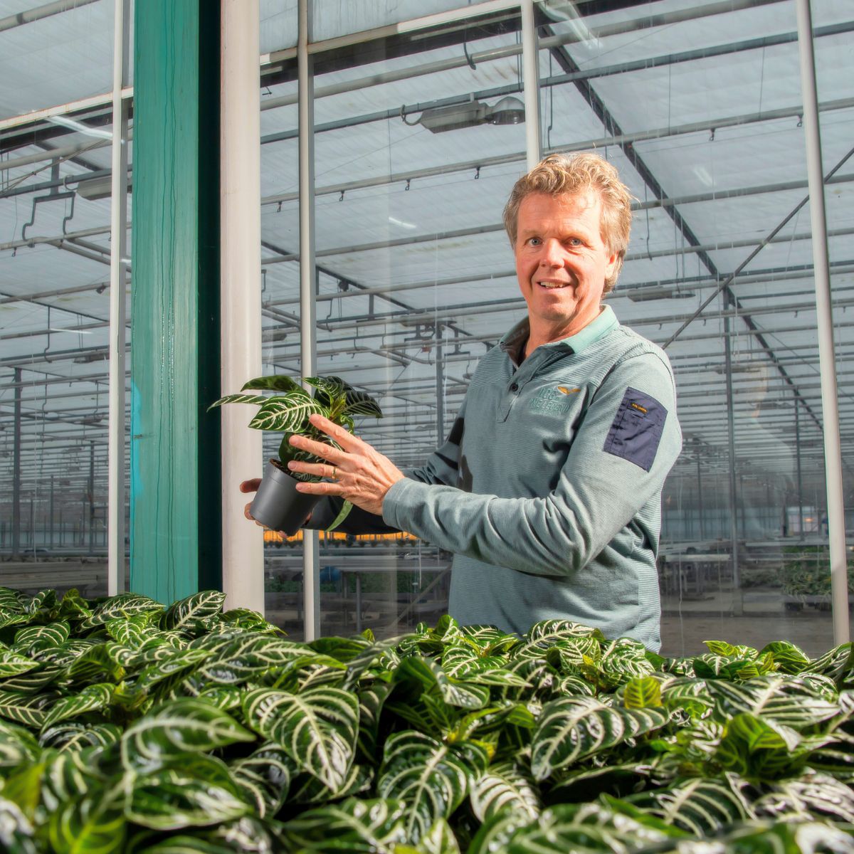 Richard Scheffers from Richplant Decorum Flowers and Plants Richard Scheffers from Richplant Decorum Flowers and Plants