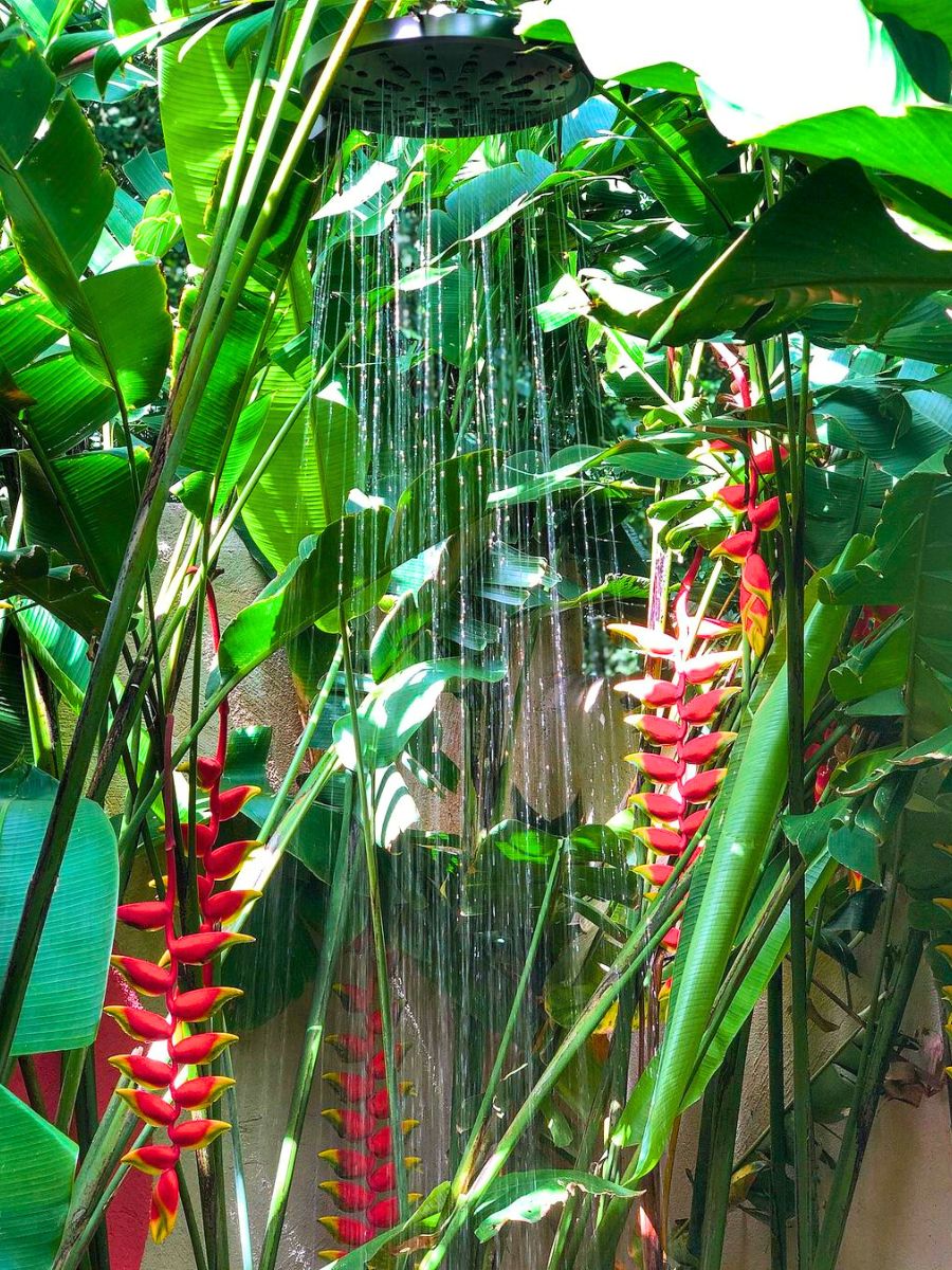 Heliconia in a tropical setting