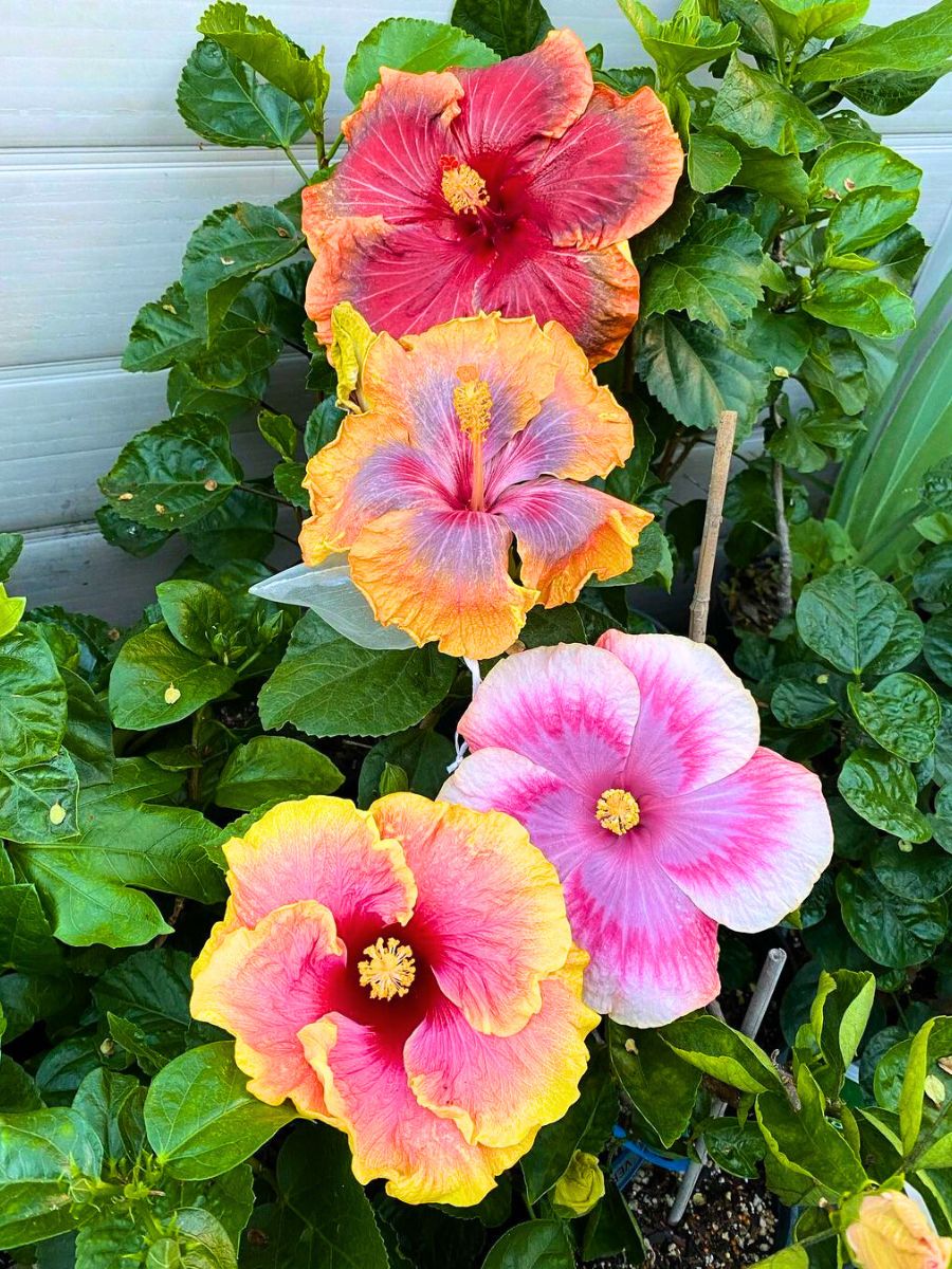 Different colored Hibiscus in a garden