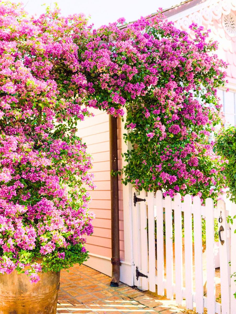 Bougainvillea for a tropical vibe