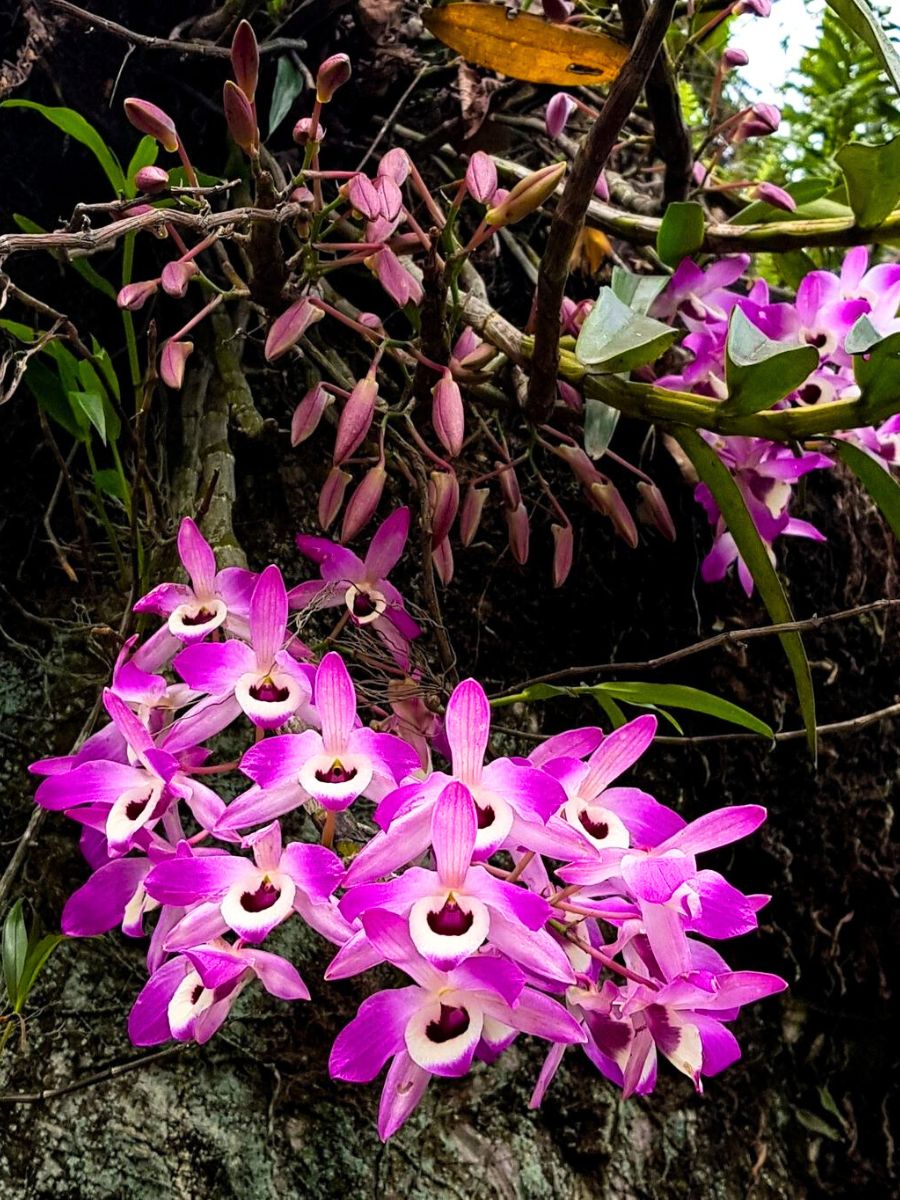 Dendrobium Orchids in an outdoor space
