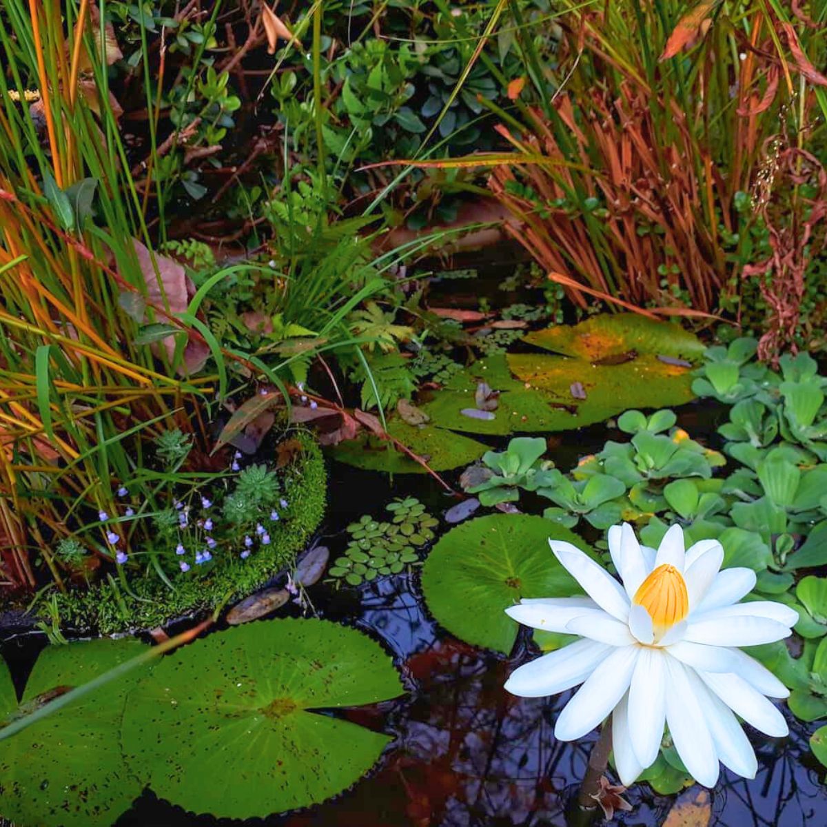 Nymphaea Lotus in a garden