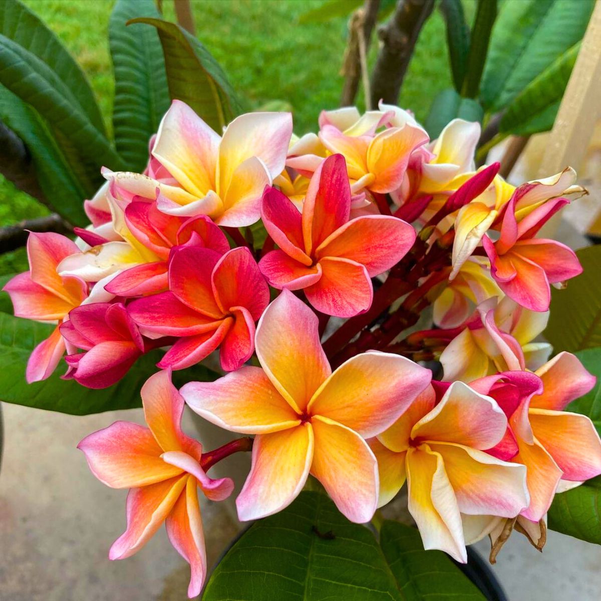 Colorful plumeria for a tropical garden