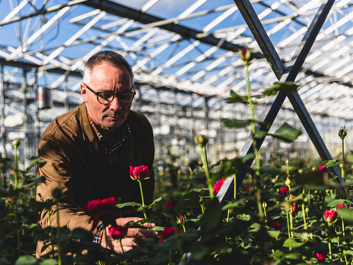 David Austin Carl Bennett in greenhouse David Austin Carl Bennett in greenhouse