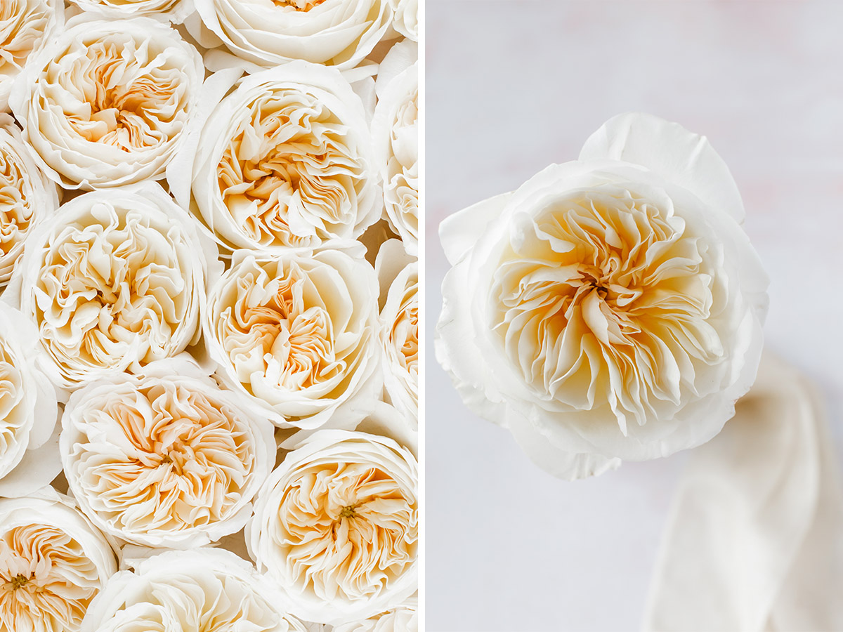 Rose Bessie diptych on Thursd Rose Bessie diptych on Thursd