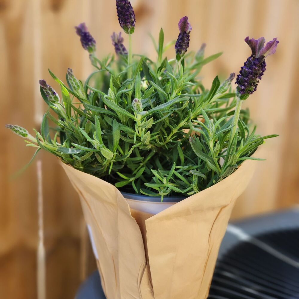 Medicinal Plant Lavender for outdoor space