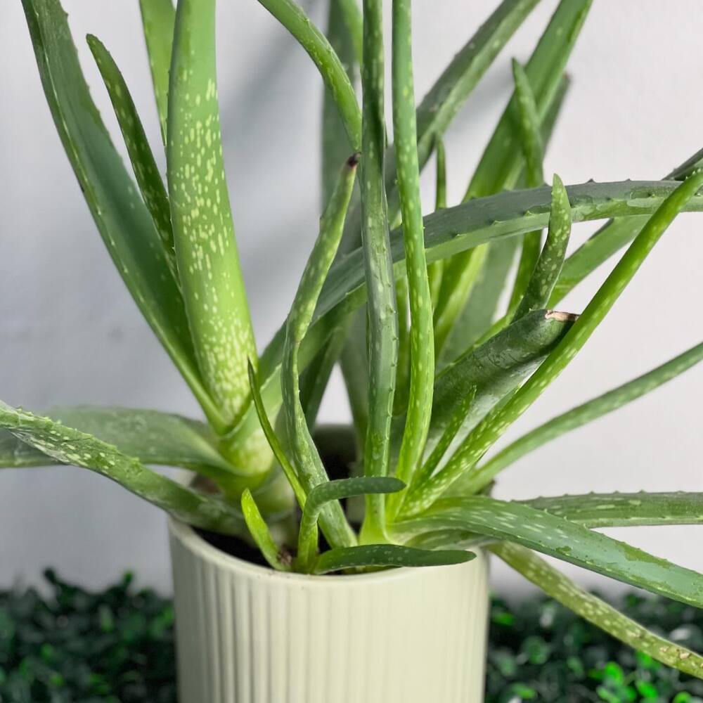Medicinal Plant Aloe vera plant for your home