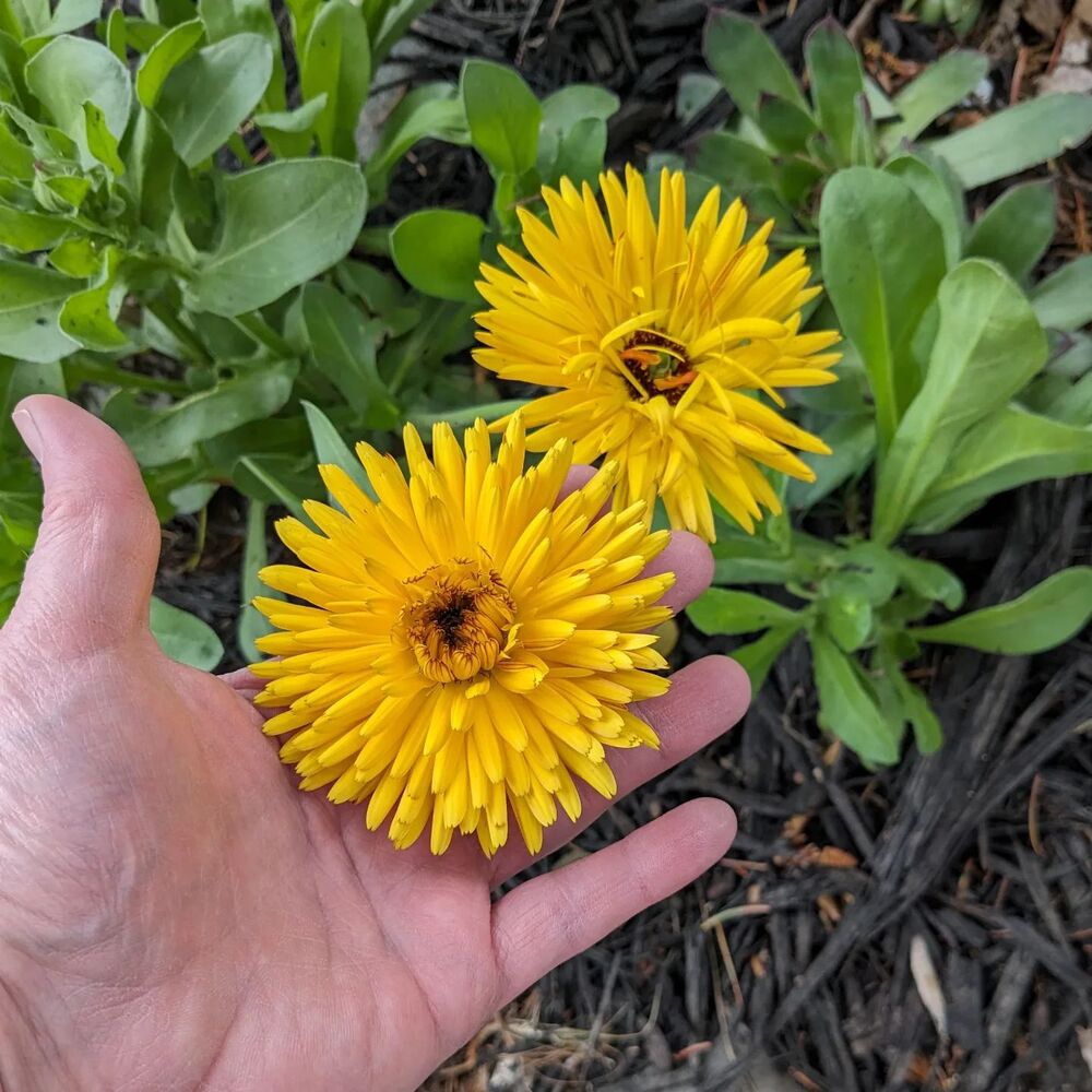 medicinal plant Yellow Calendula for your skin