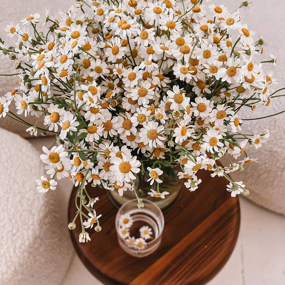 Medicinal Plant Chamomile Flower plants for home