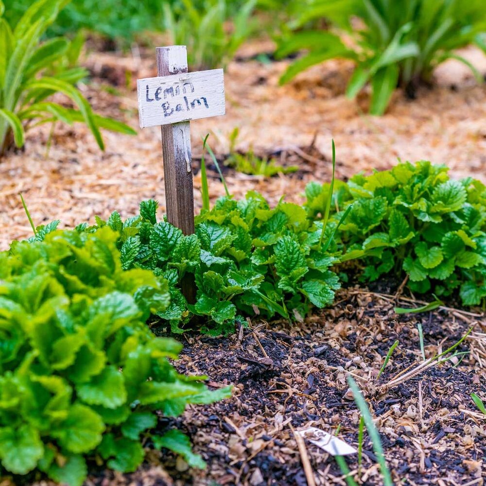 Medicinal Plant Lemon Balm for outdoor garden