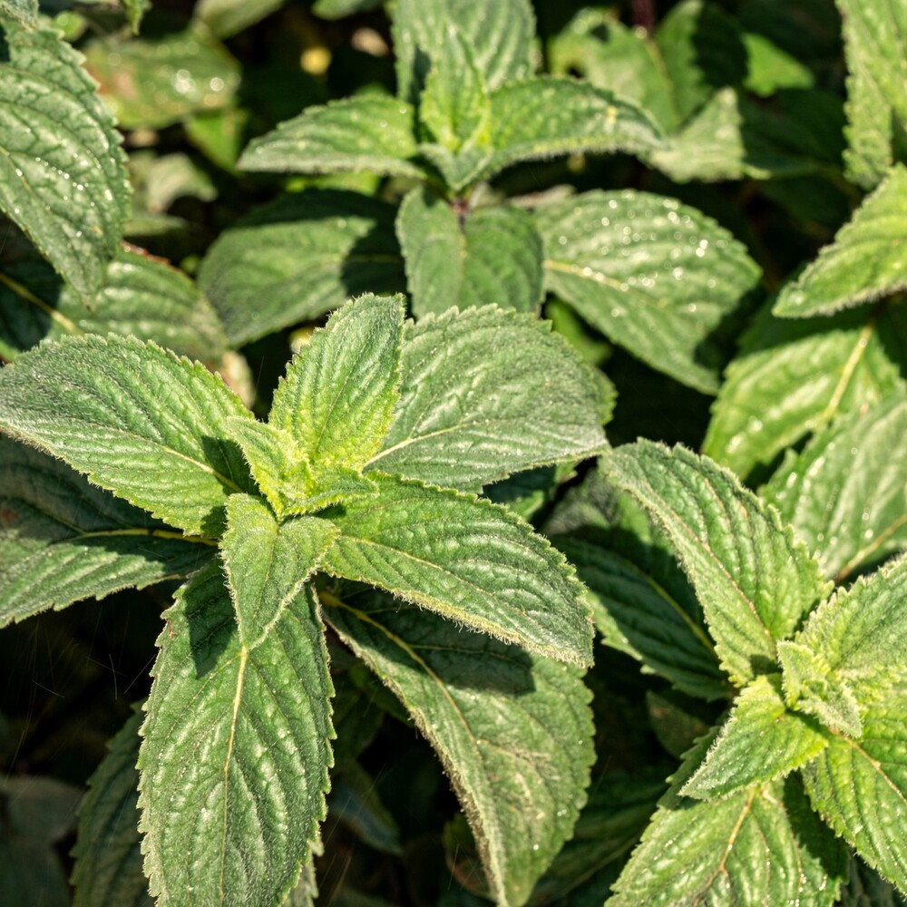 Medicinal Plants pappermint leaf for your garden