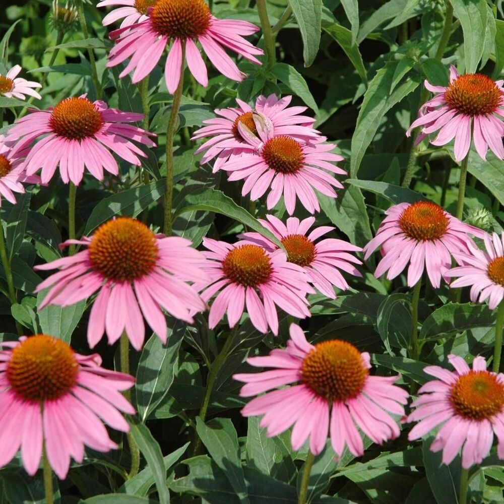 Medicinal Plant Amazing Echinacea flowering plants