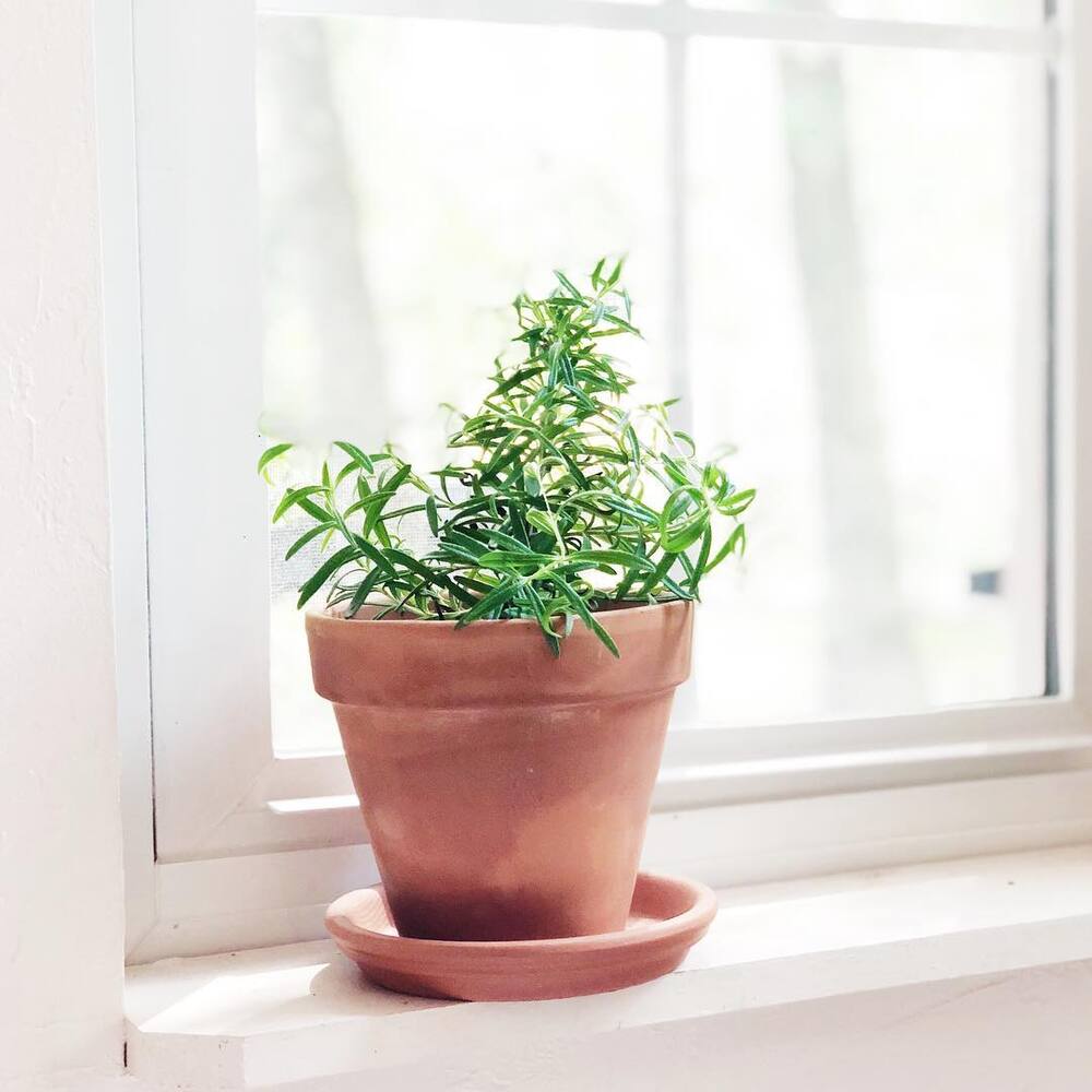 Medicinal plant Small Rosemary plant for home
