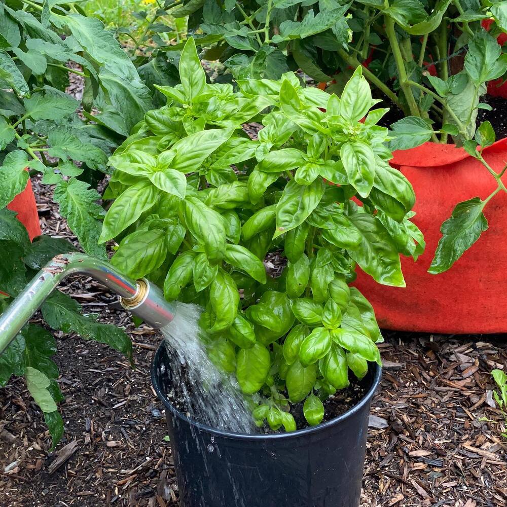 Medicinal Plant Basil for summer herb