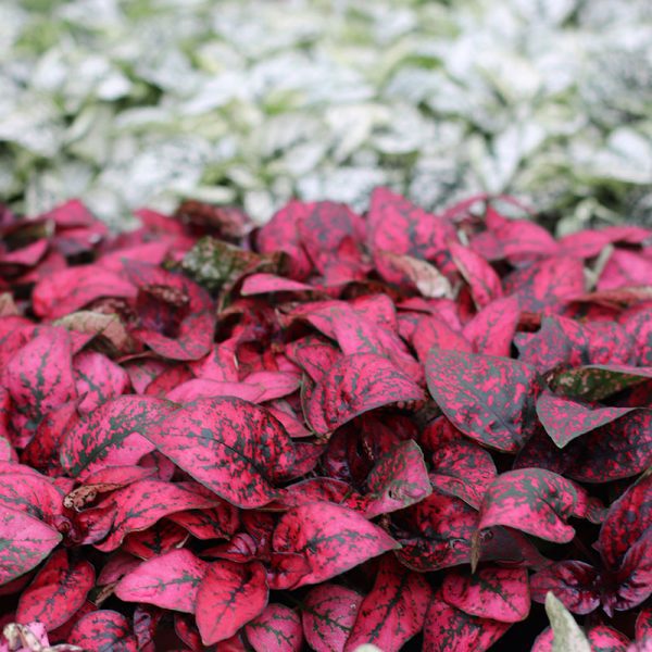 10 Sakata Container Plants to Decorate Your Garden With Hypoestes Confetti Compact