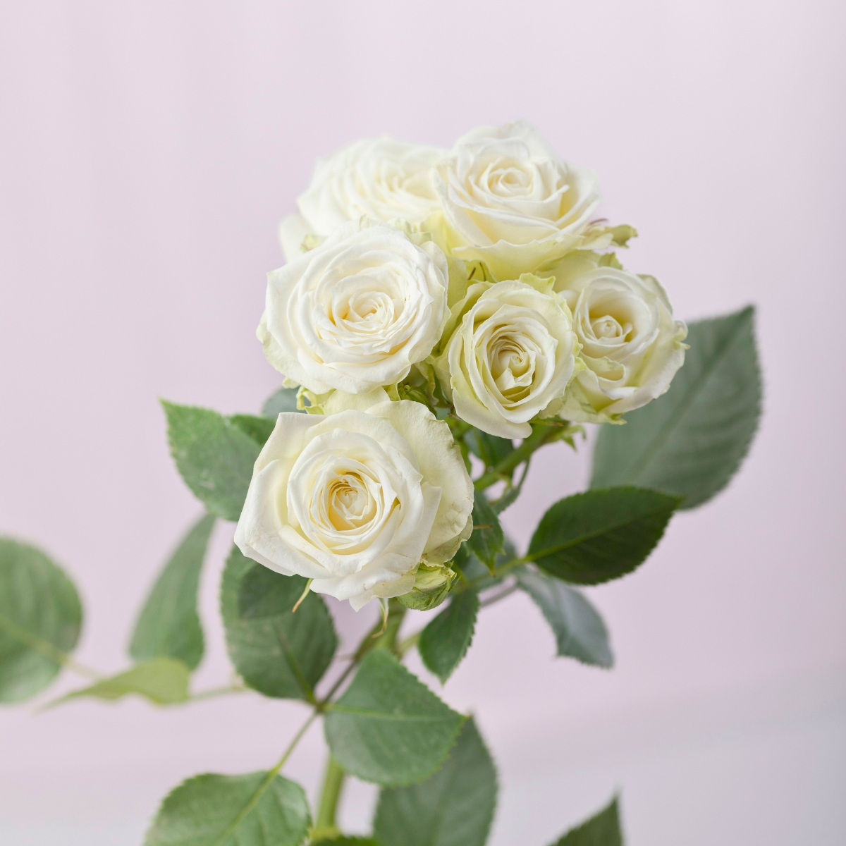 Spray rose Mykonos by Rosaprima Spray rose Mykonos by Rosaprima