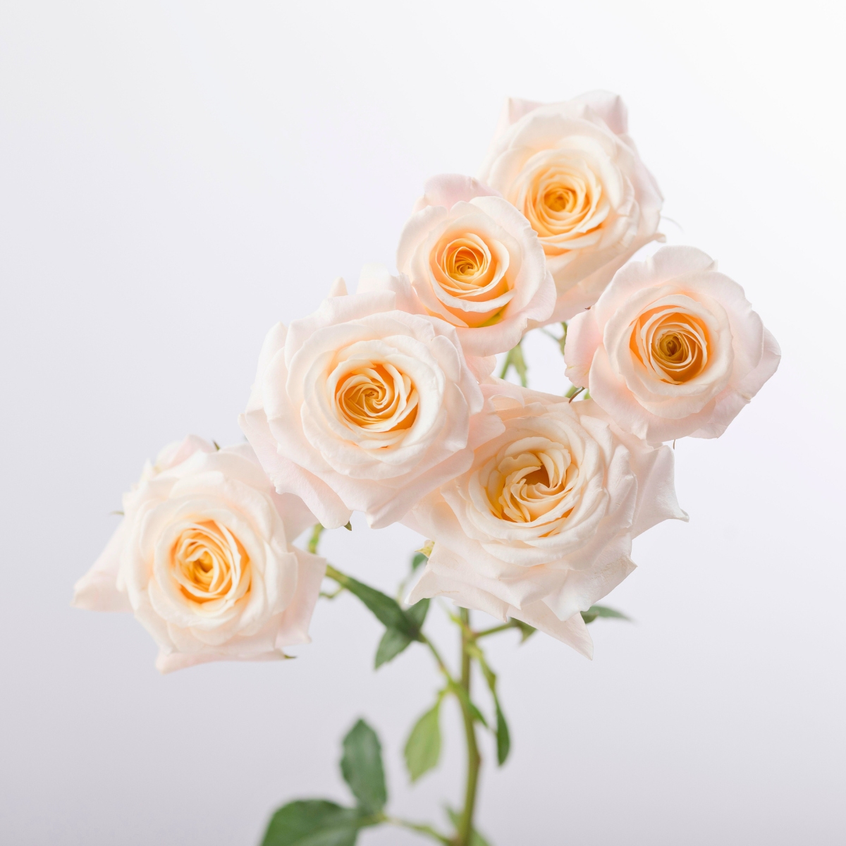 Rose Morning Star Rose Morning Star