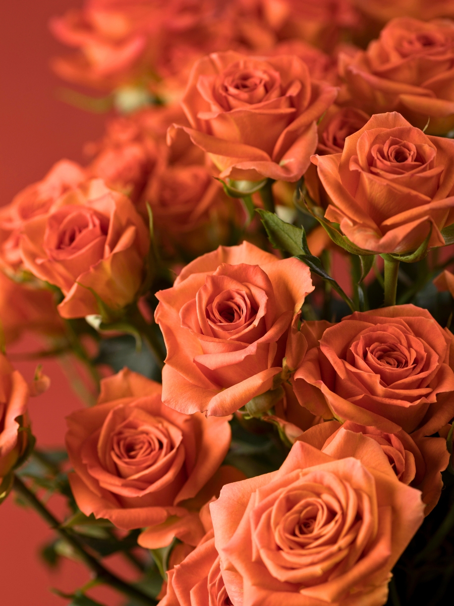 Orange Rose Saona Orange Rose Saona