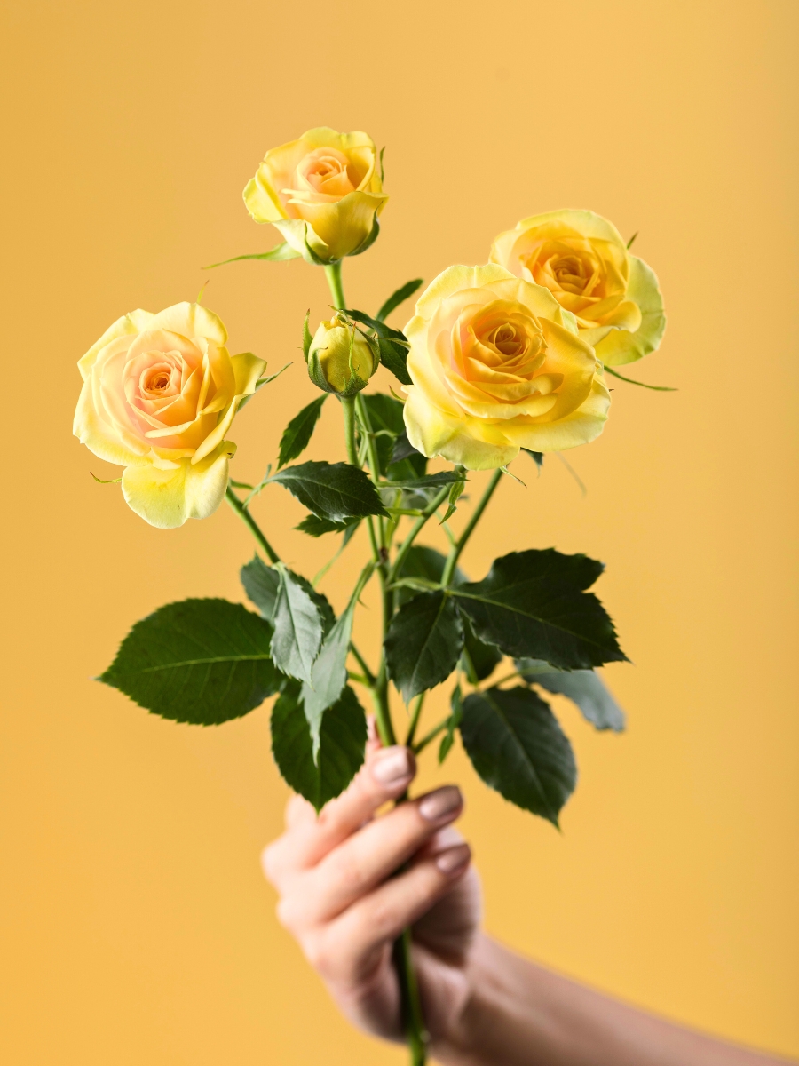 Rose Brilliant Stars Leo Rose Brilliant Stars Leo