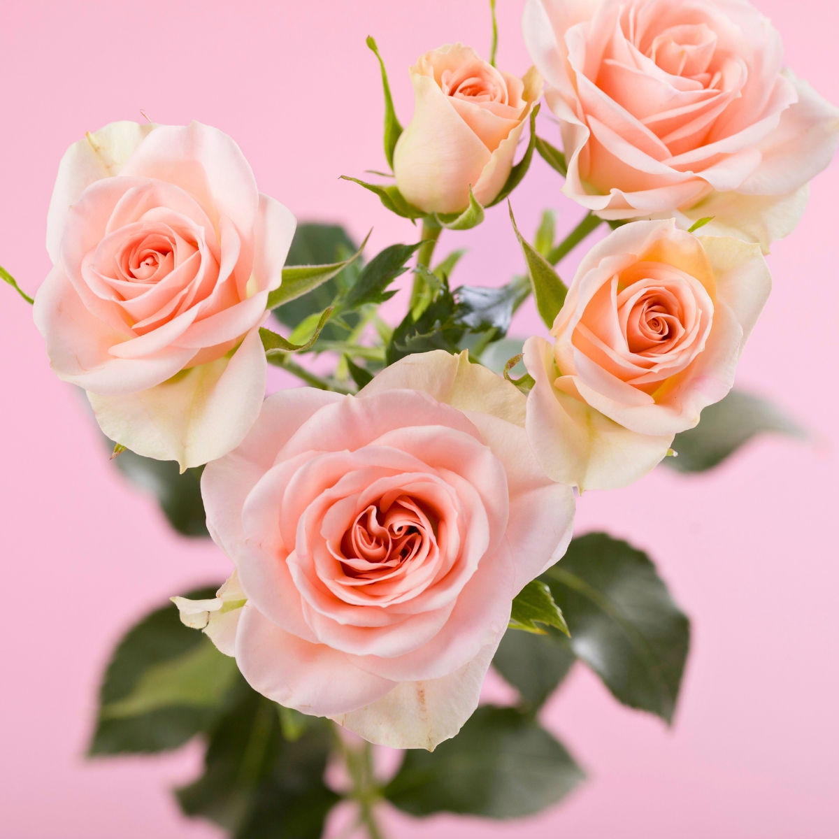 Rose Bellalinda Sweety Rose Bellalinda Sweety