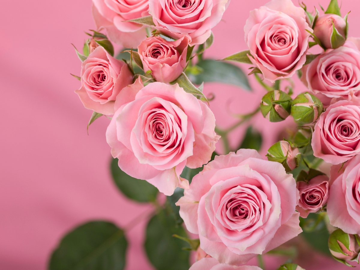Rose Suspiro Rose Suspiro