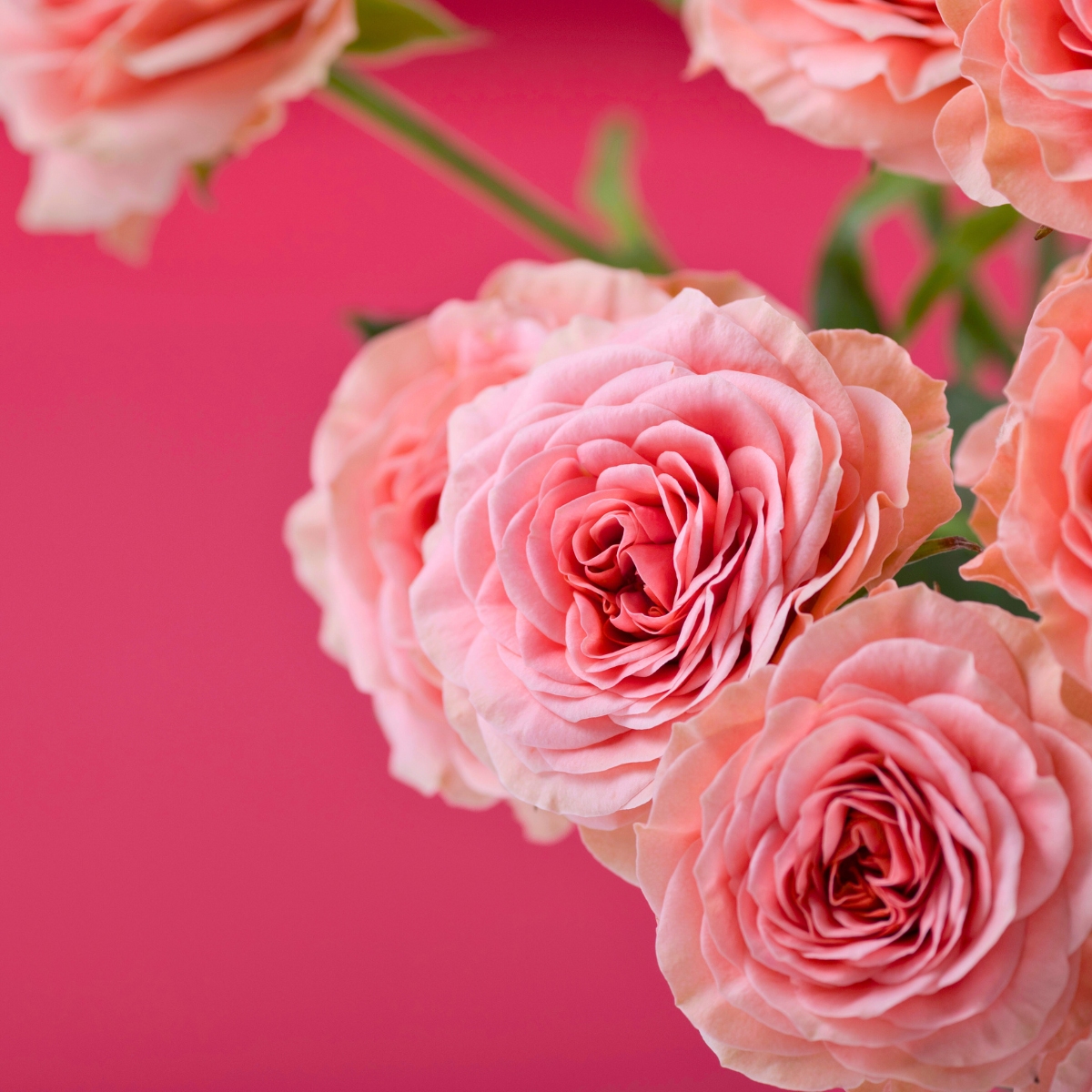 Rose Be Joyful Rose Be Joyful