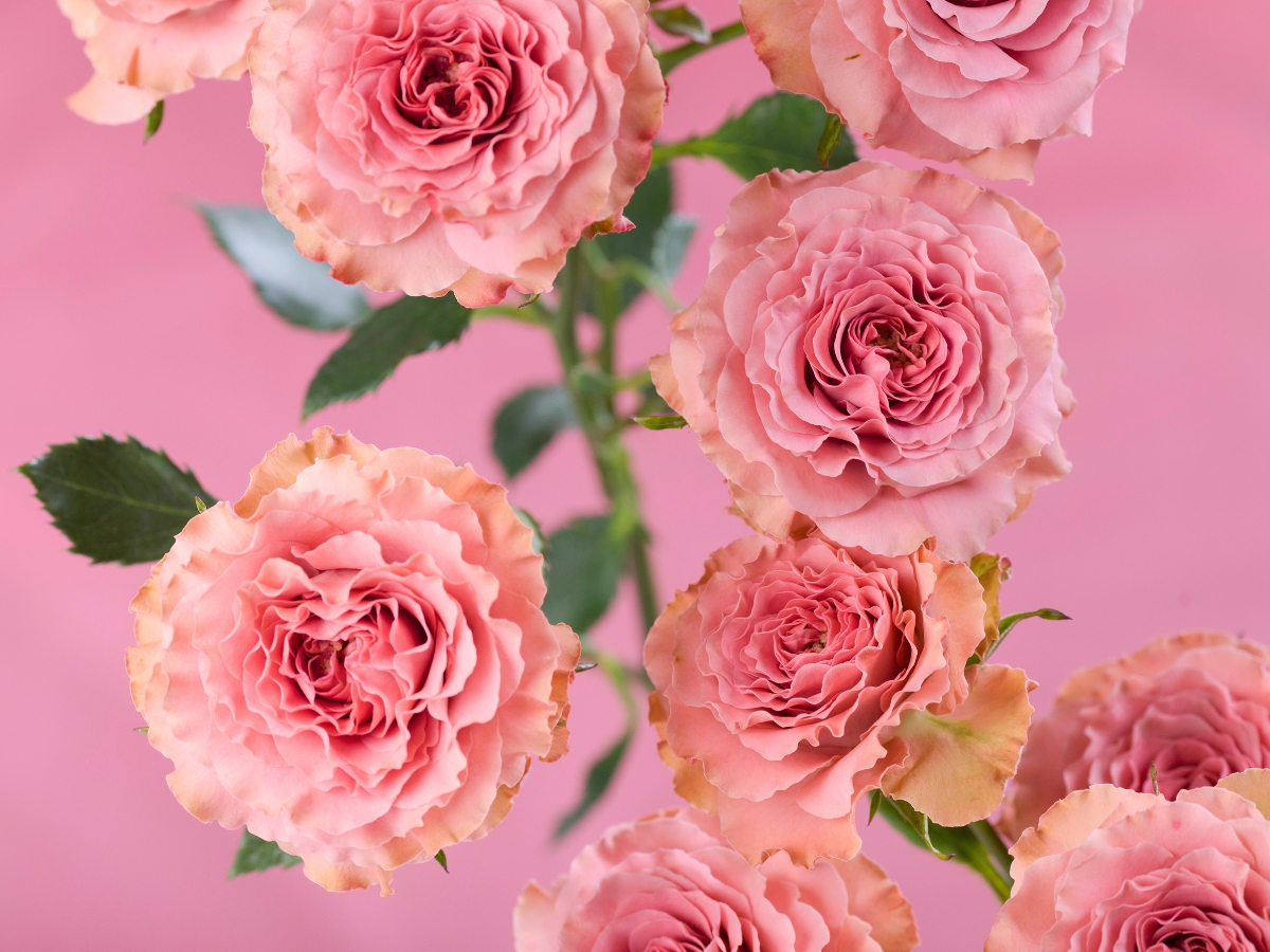 Rose Be Nice Rose Be Nice