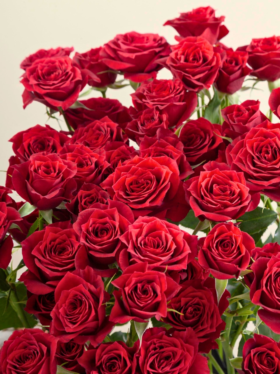 Rose Hot Desire Rose Hot Desire