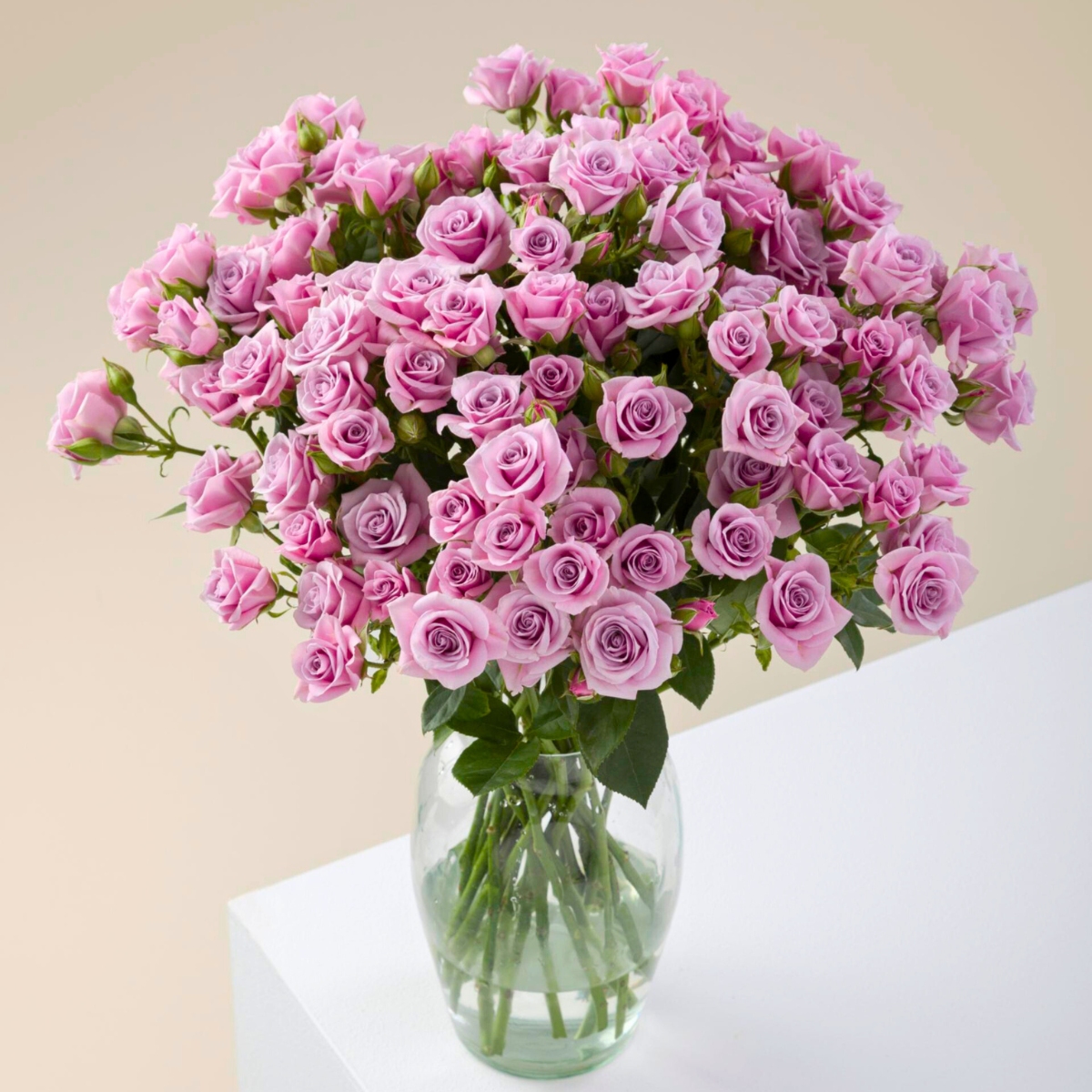 Rose Brilliant Stars Sagita Rose Brilliant Stars Sagita