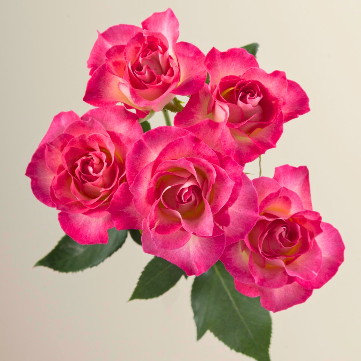 Rose Milky Way Rose Milky Way