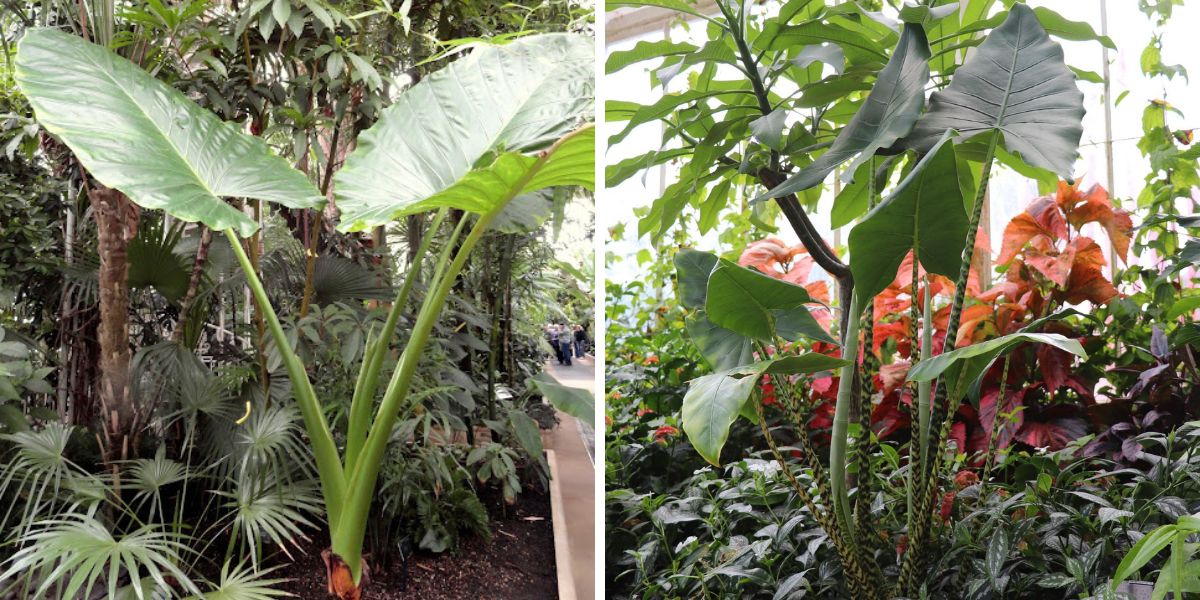 Alocasia Macrorrhizos and Alocasia Zebrina at Kew Gardens Alocasia Macrorrhizos and Alocasia Zebrina at Kew Gardens