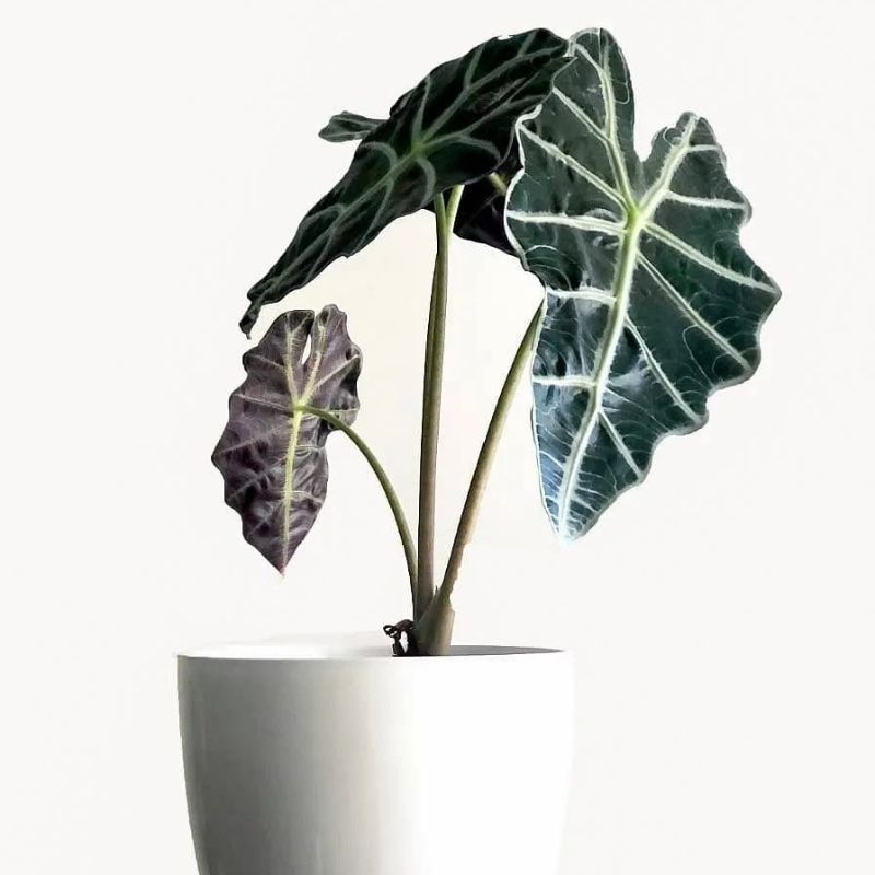 Alocasia Amazonica Alocasia Amazonica