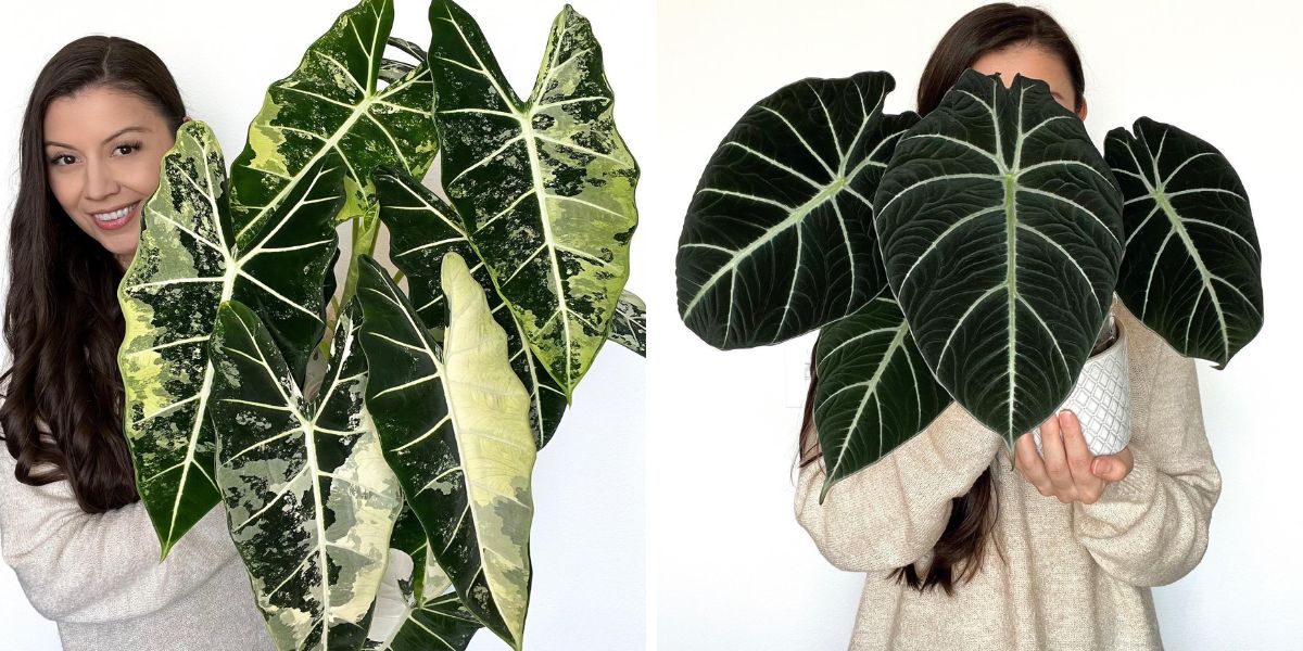 Alocasia Frydek Variegata and Alocasia Black Velvet Alocasia Frydek Variegata and Alocasia Black Velvet