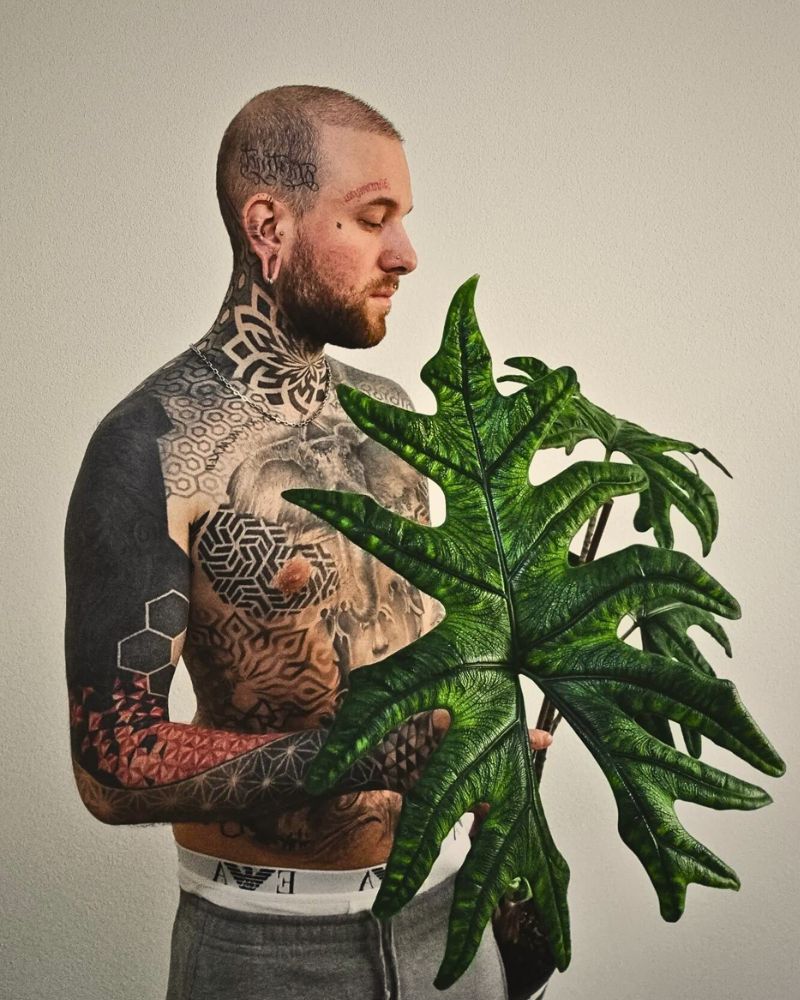 Alocasia Jacklyn Alocasia Jacklyn