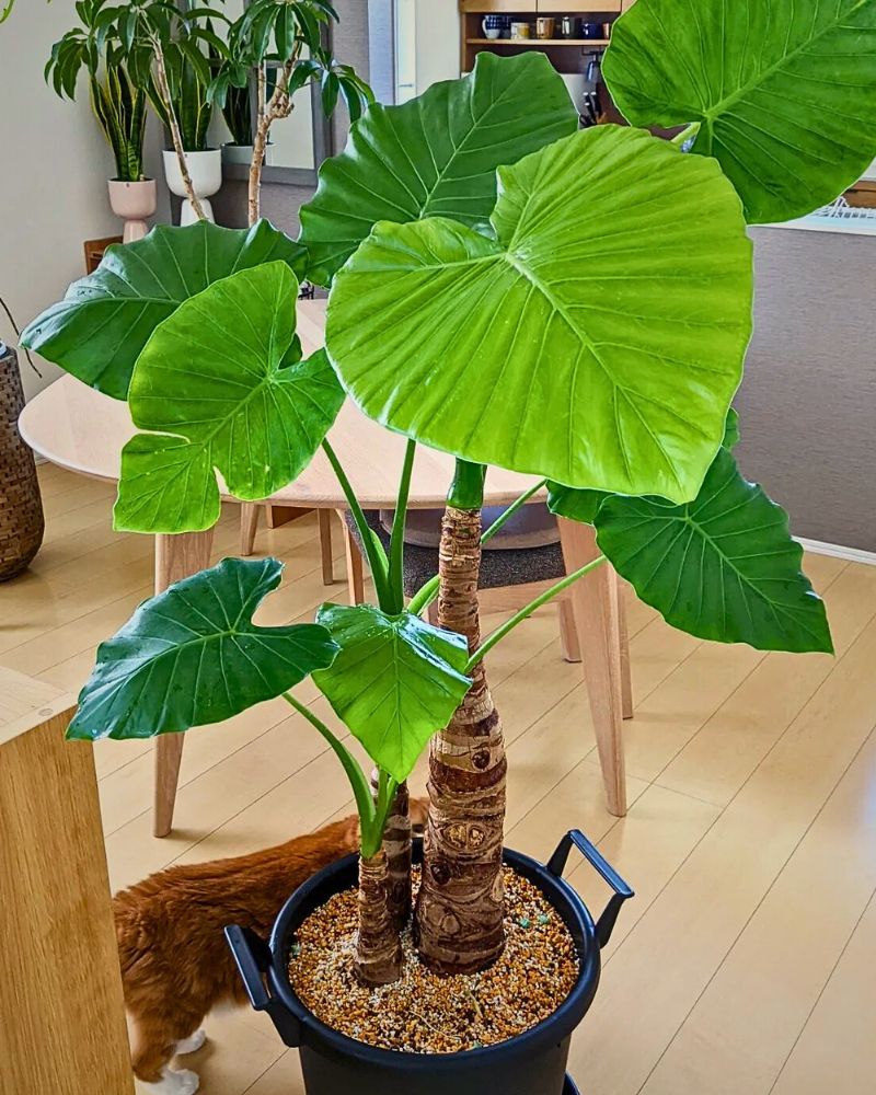 Alocasia Odora Alocasia Odora