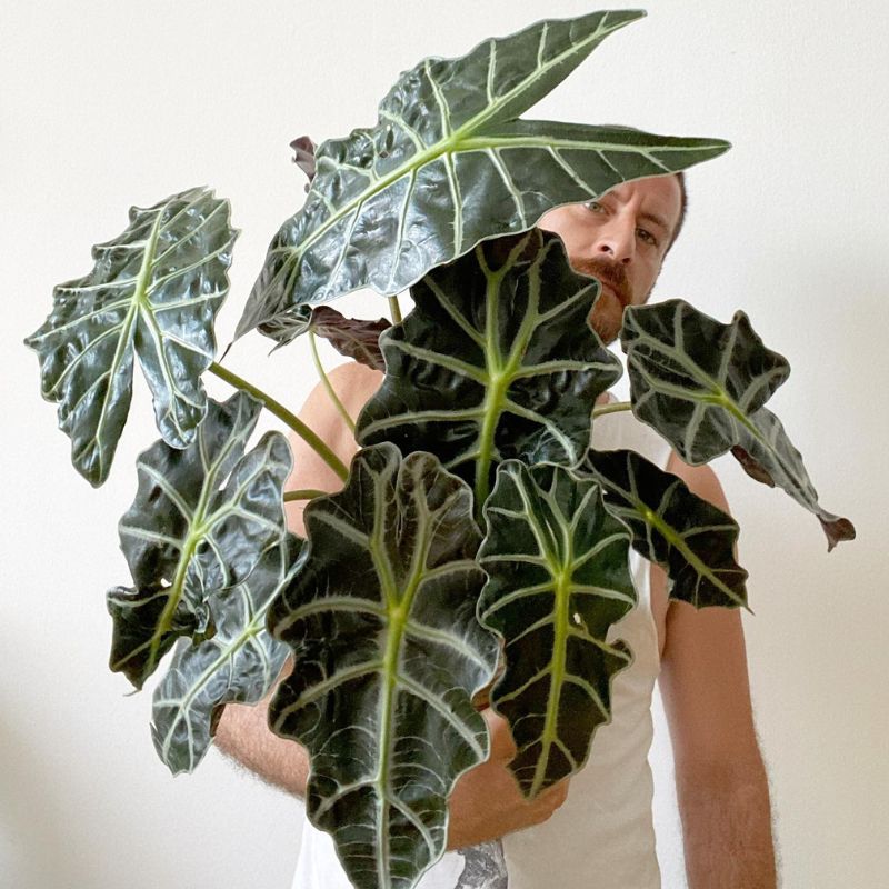 Alocasia Polly Alocasia Polly