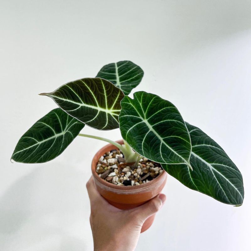 Alocasia Black Velvet Alocasia Black Velvet