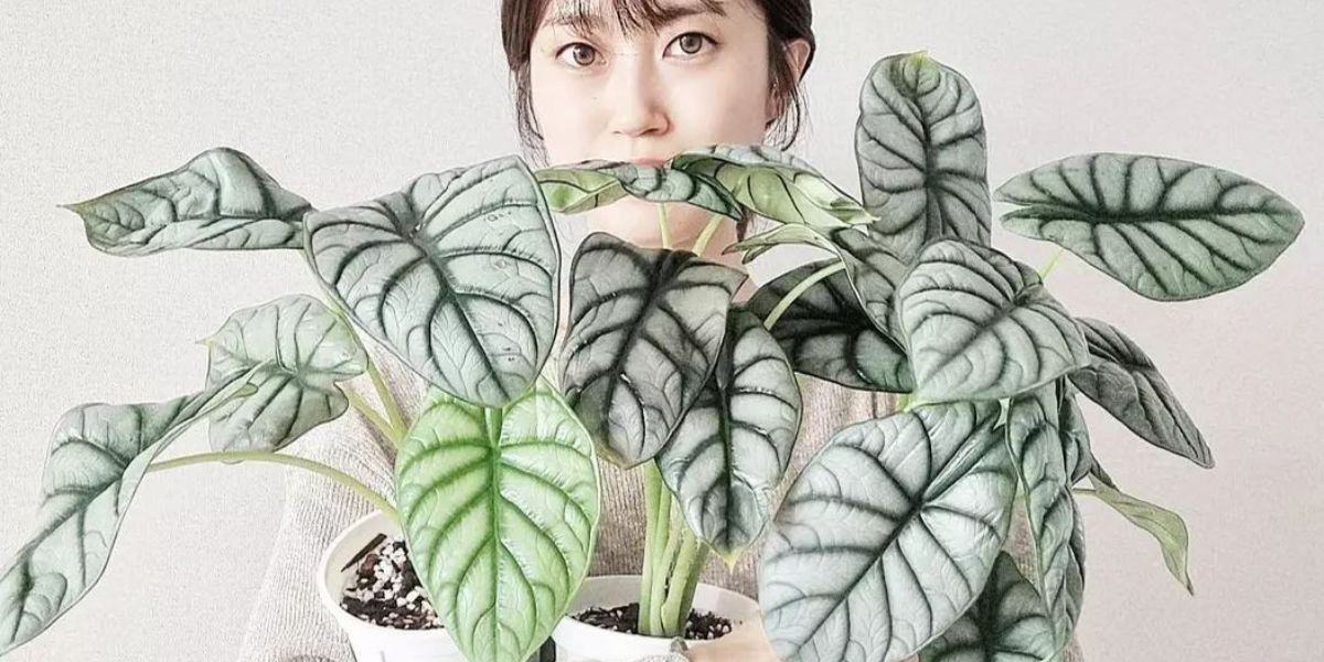 Alocasia Silver Dragon Alocasia Silver Dragon