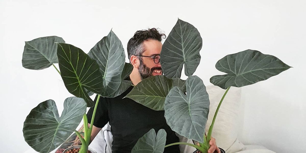 Alocasia Regal Shields Alocasia Regal Shields with its typical dark green leaves