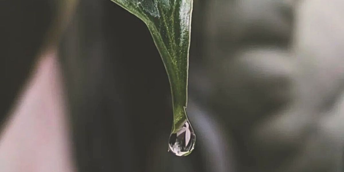 Alocasia Frydek Guttation Alocasia Frydek Guttation