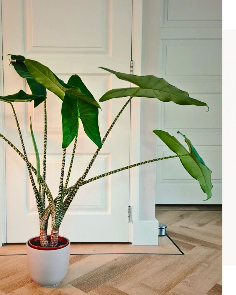 Alocasia Zebrina Alocasia Zebrina