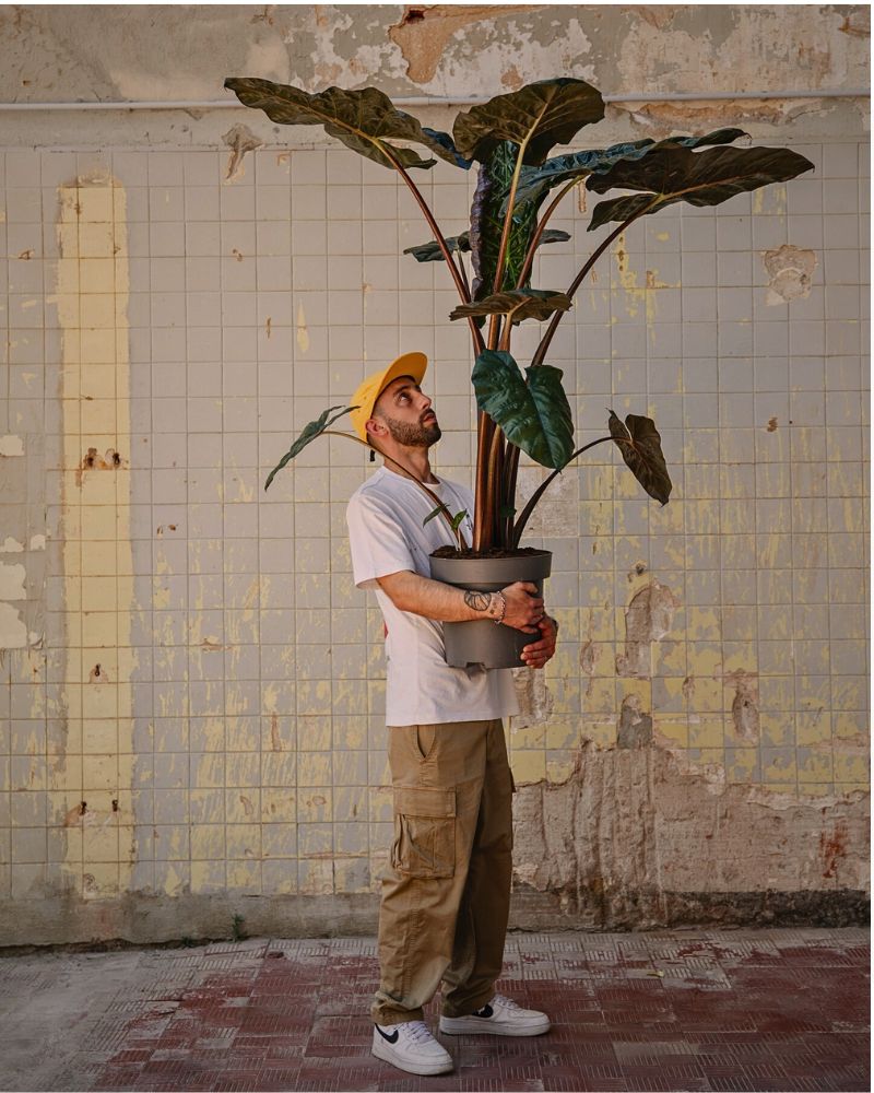 Alocasia Yucatan Princess Alocasia Yucatan Princess