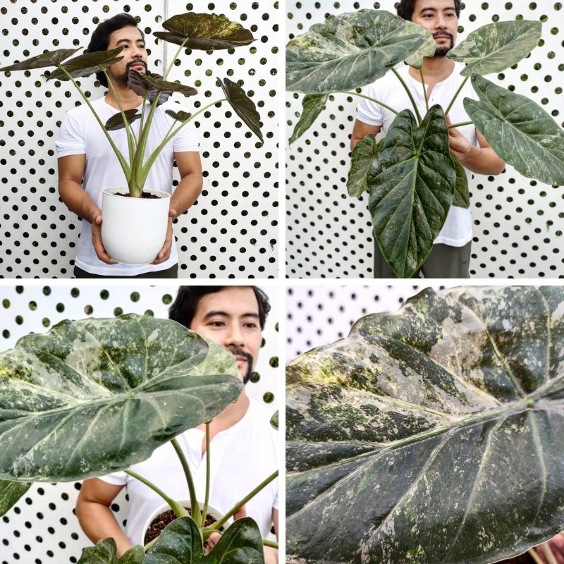Variegated Alocasia wentii Picture of Alcasia Wentii Variegated