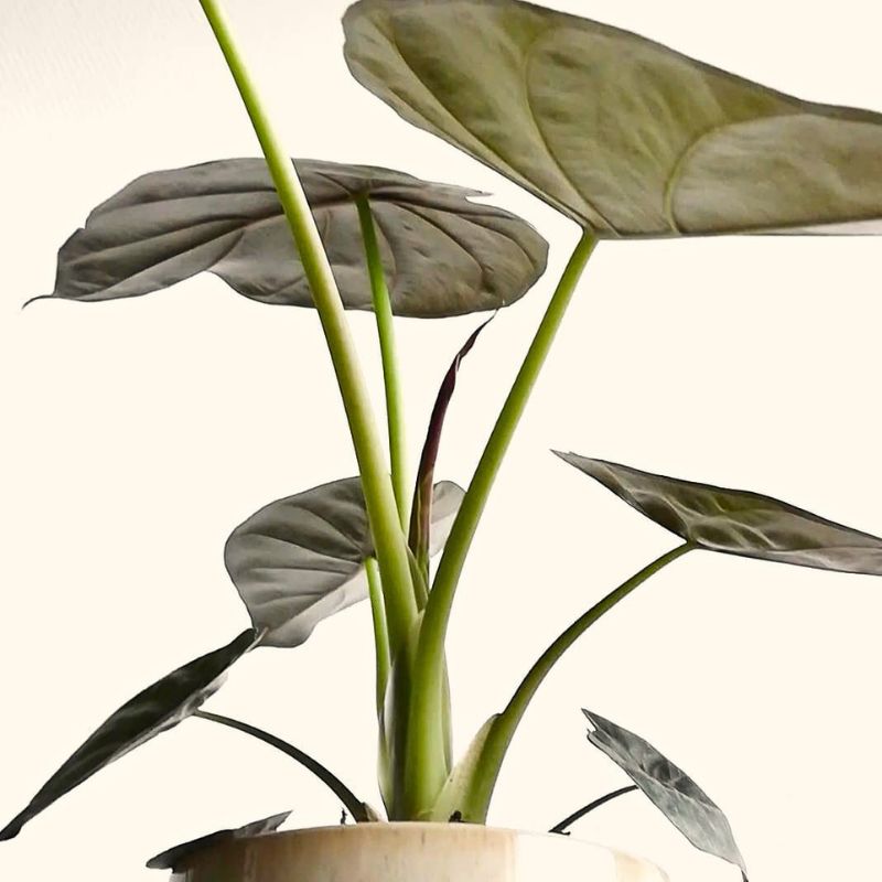 Alocasia wentii close Alocasia Wentii close up picture