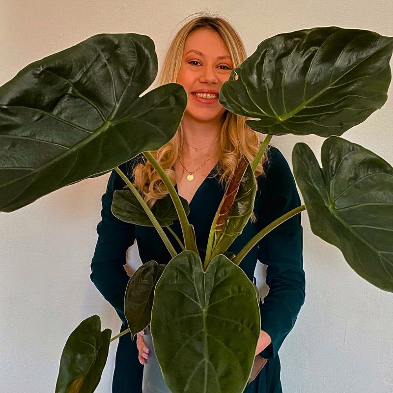 Alocasia wentii with woman holding it Alocasia wentii with woman holding it