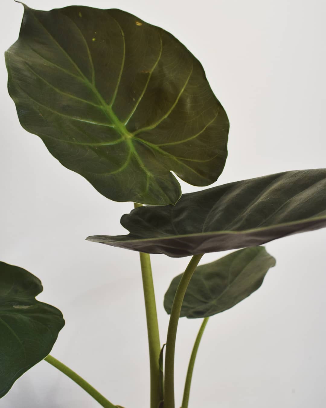 Alocasia Wentii Leaves.jpg Alocasia Wentii's heart shaped, deep-green Leaves