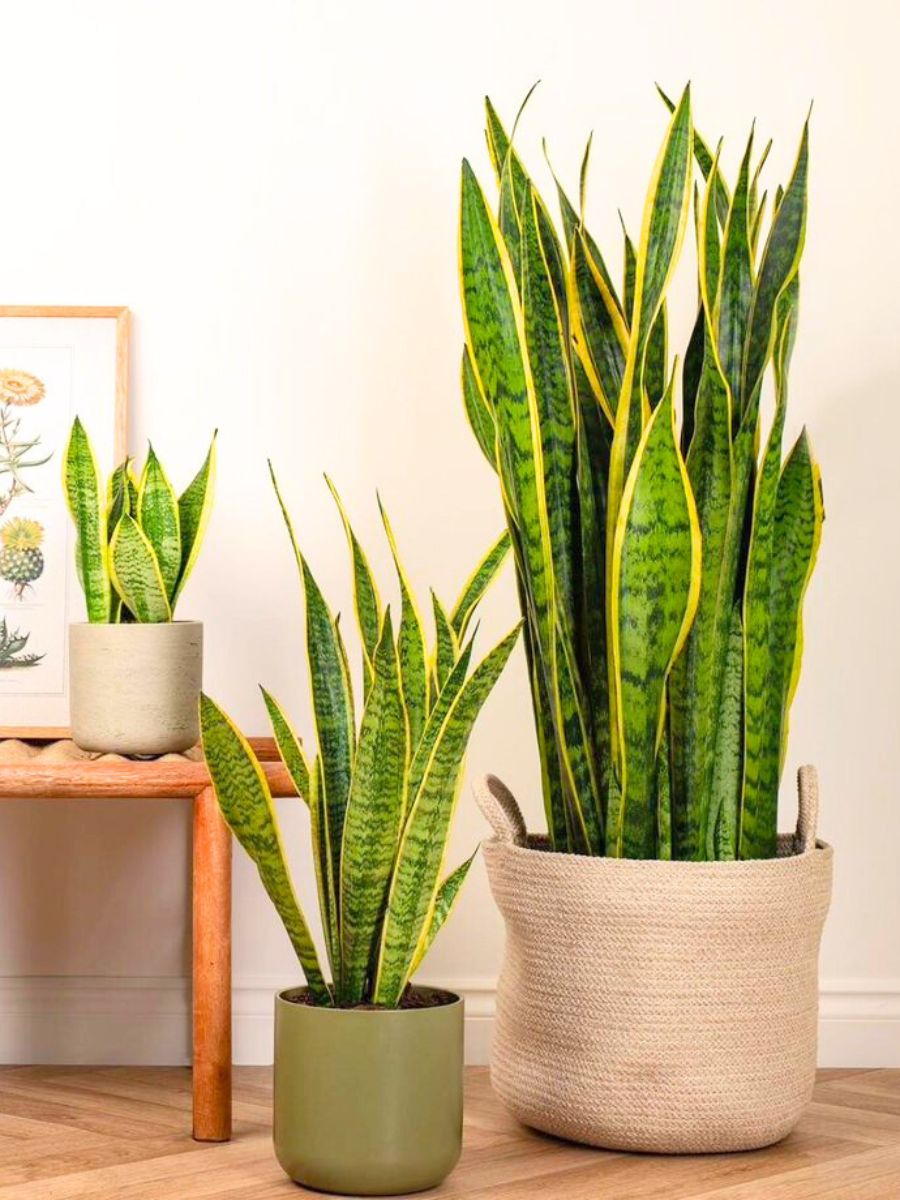 Snake plant in interior decoration Snake plant in interior decoration